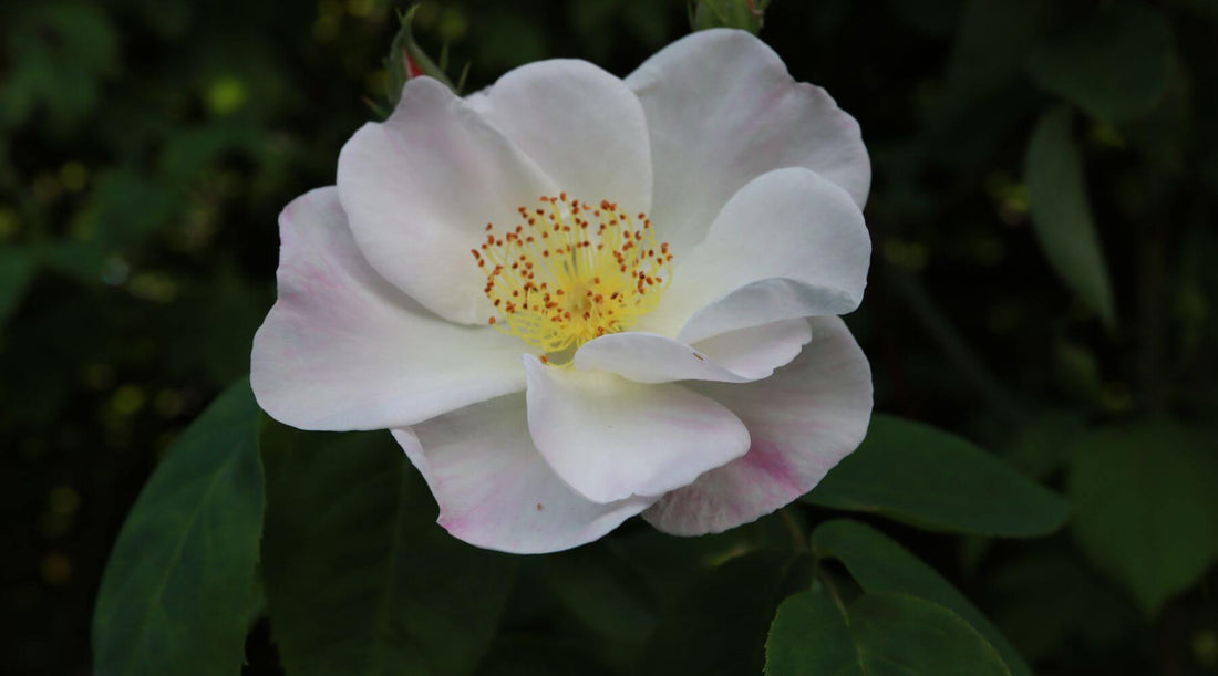 Die Rosa ×dupontii ist ein majestätischer Strauch inspiriert uns, für die Austellung Rose trifft Kunst