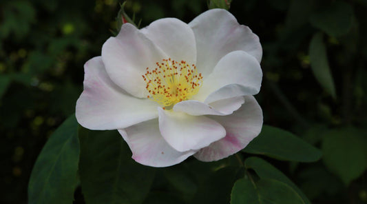 Die Rosa ×dupontii ist ein majestätischer Strauch inspiriert uns, für die Austellung Rose trifft Kunst
