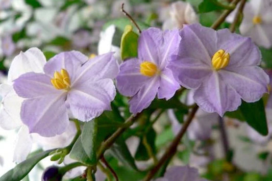Blüte von "Solanum baretiae", einer Art, die zu Ehren der Botanikerin Jeanne Barret benannt wurde. 