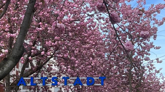Im Frühling,erleben Sie Kirschblüten-Zauber in Bonn (Deutschland)