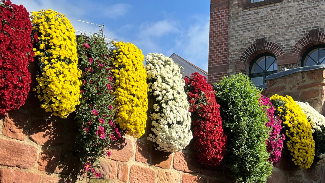 Chrysanthema, Lahr in Schwarzwald