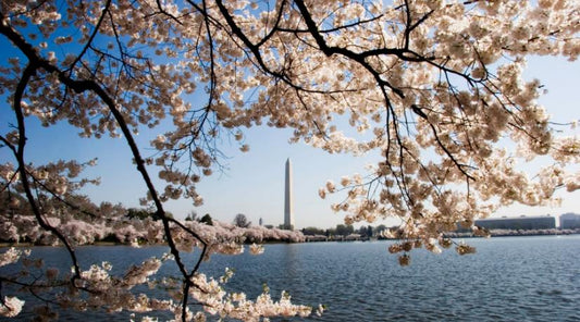 Die Kirschbäume von Washington