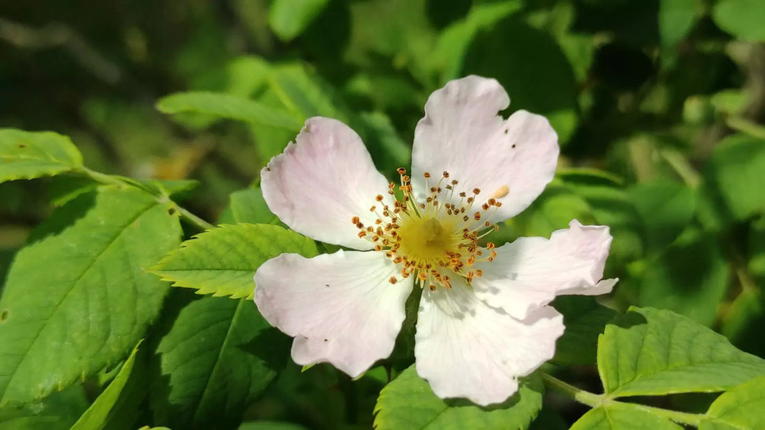 Rosa corymbifera, eine echte Rose für eine florale Kollektion Marianne