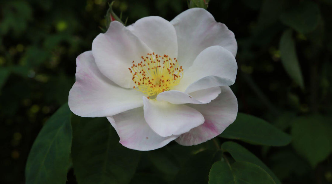 Die Rosa ×dupontii ist ein majestätischer Strauch  inspiriert uns, für die Austellung Rose trifft Kunst