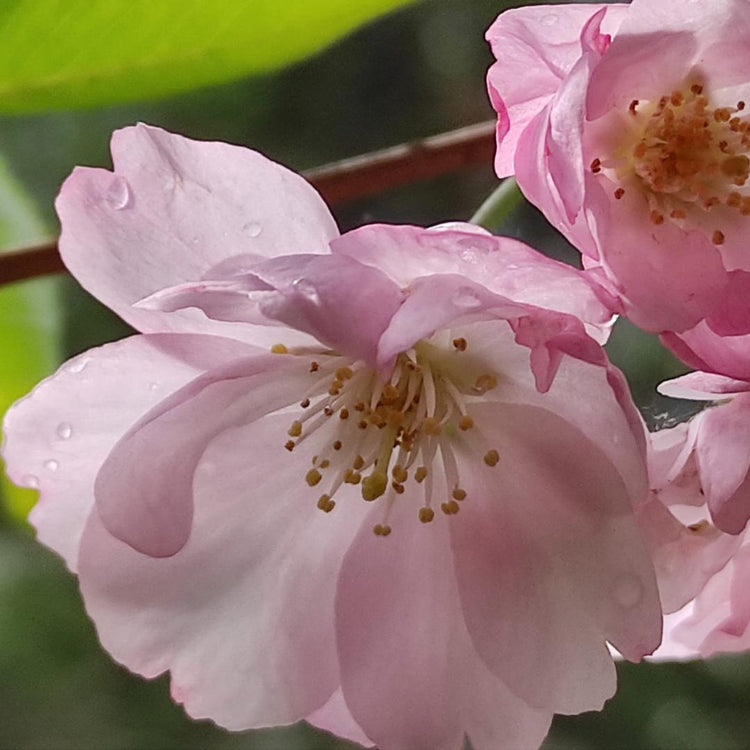 Sakura-Blütenblätter