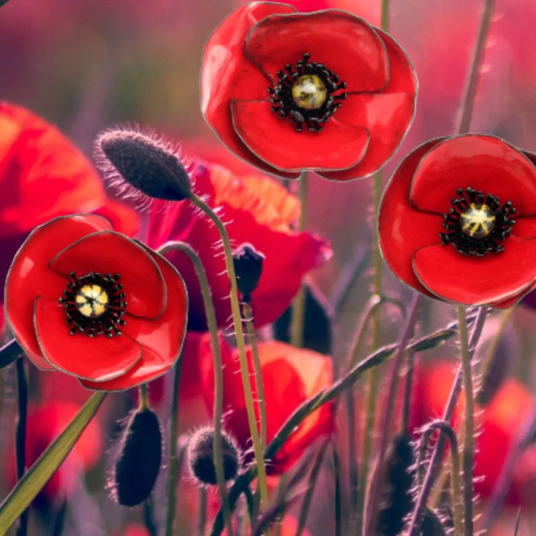 Mohnblumen-Schmuck in einem Mohnblumen-Feld 
