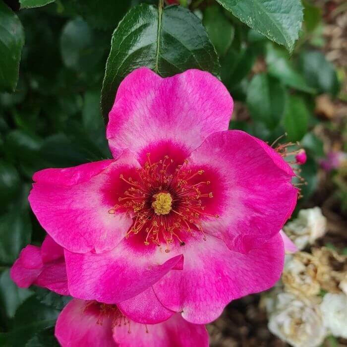  Diese Rose inspiriert den hängenden Ohrring aus Rose und Herz. 