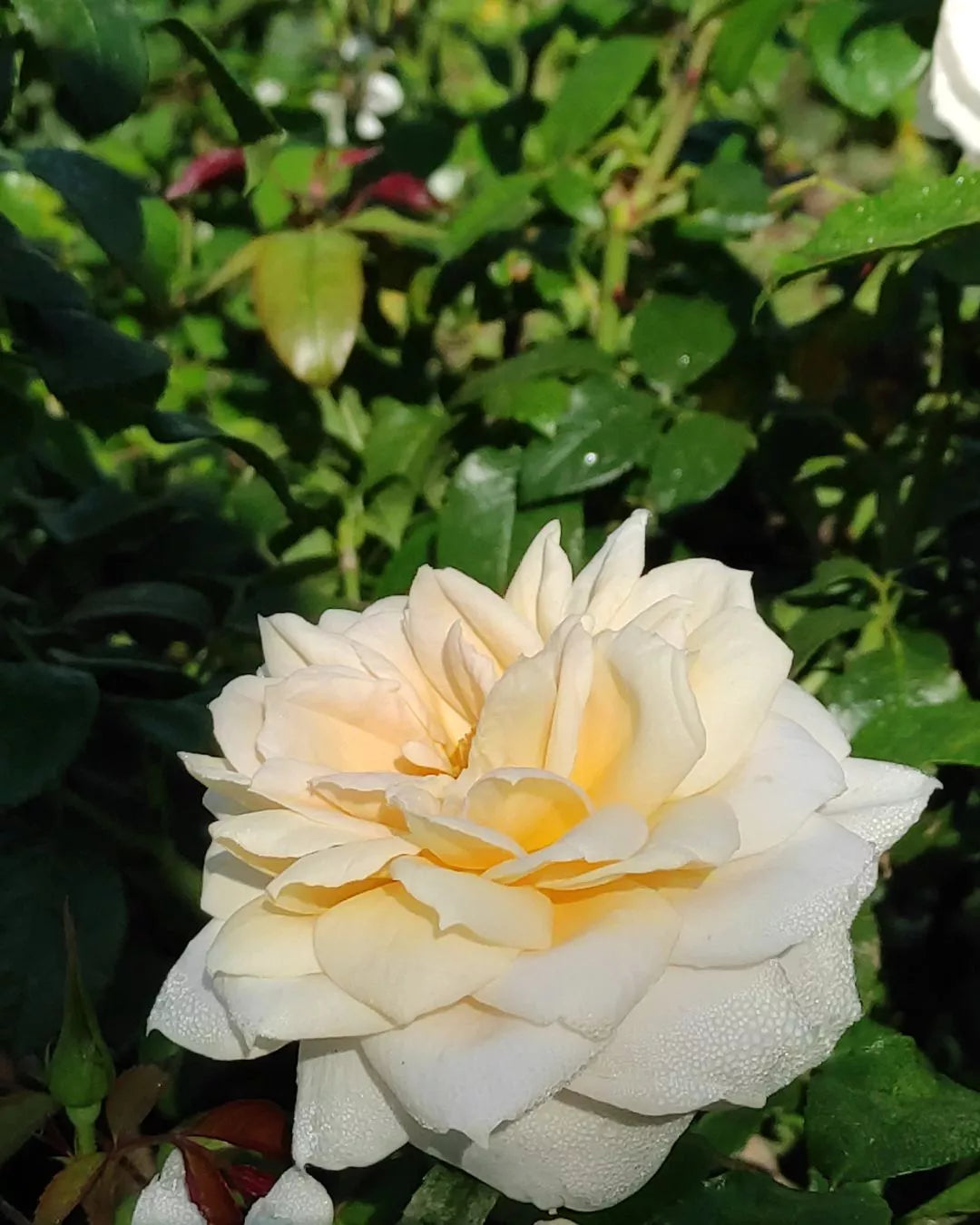 Lions rose von Kordes