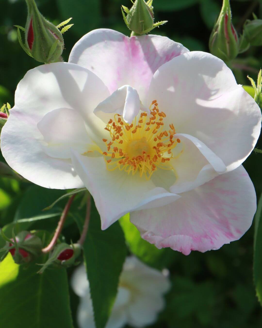 Weiße und rosafarbene Rose Dupontii inspiriert die botanischen Schmuckdesigner Véro und Reinhard Hampel